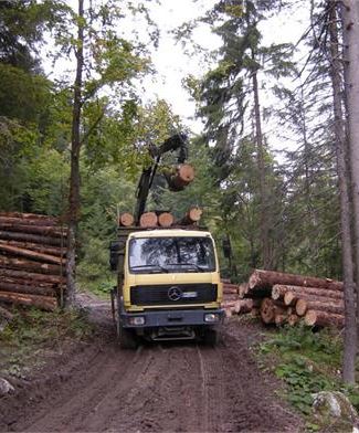 Lavori Nel Bosco